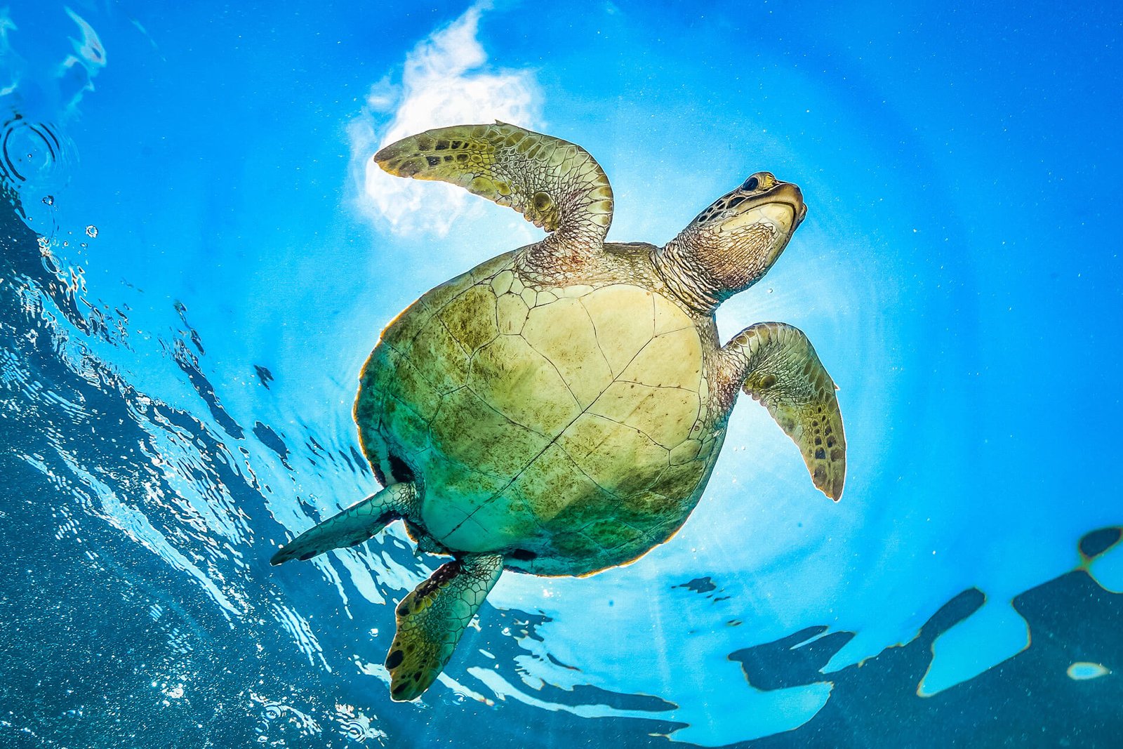 green-turtle-sri-lanka