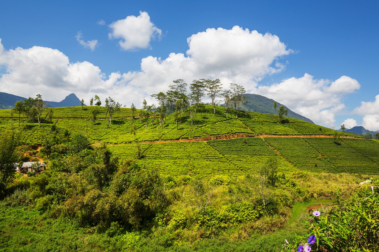 Green natural landscapes_tea plantation on Sri Lanka