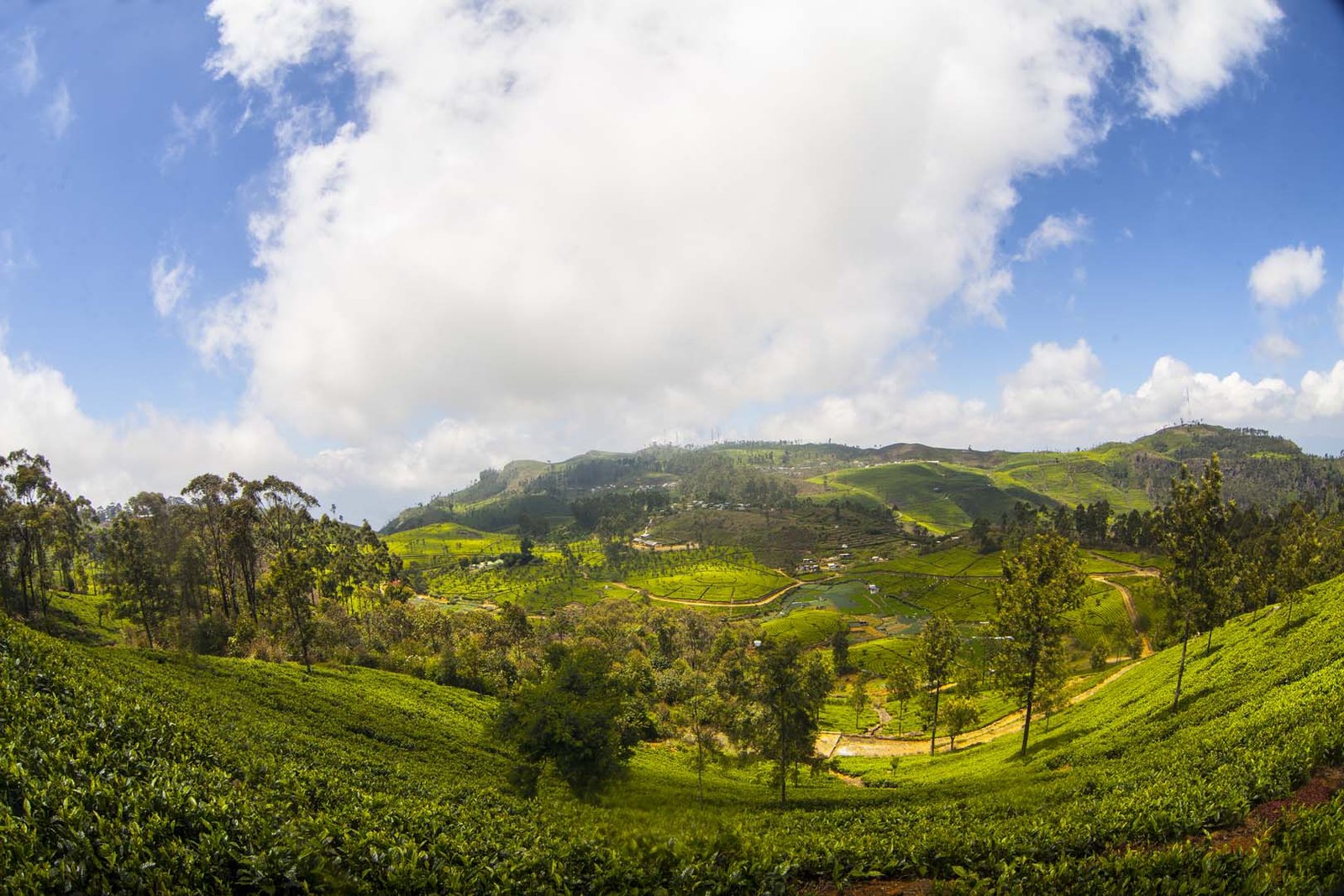 tea-plantation-landscape-in-sri-lanka-2025-10-16-22-17-00-utc